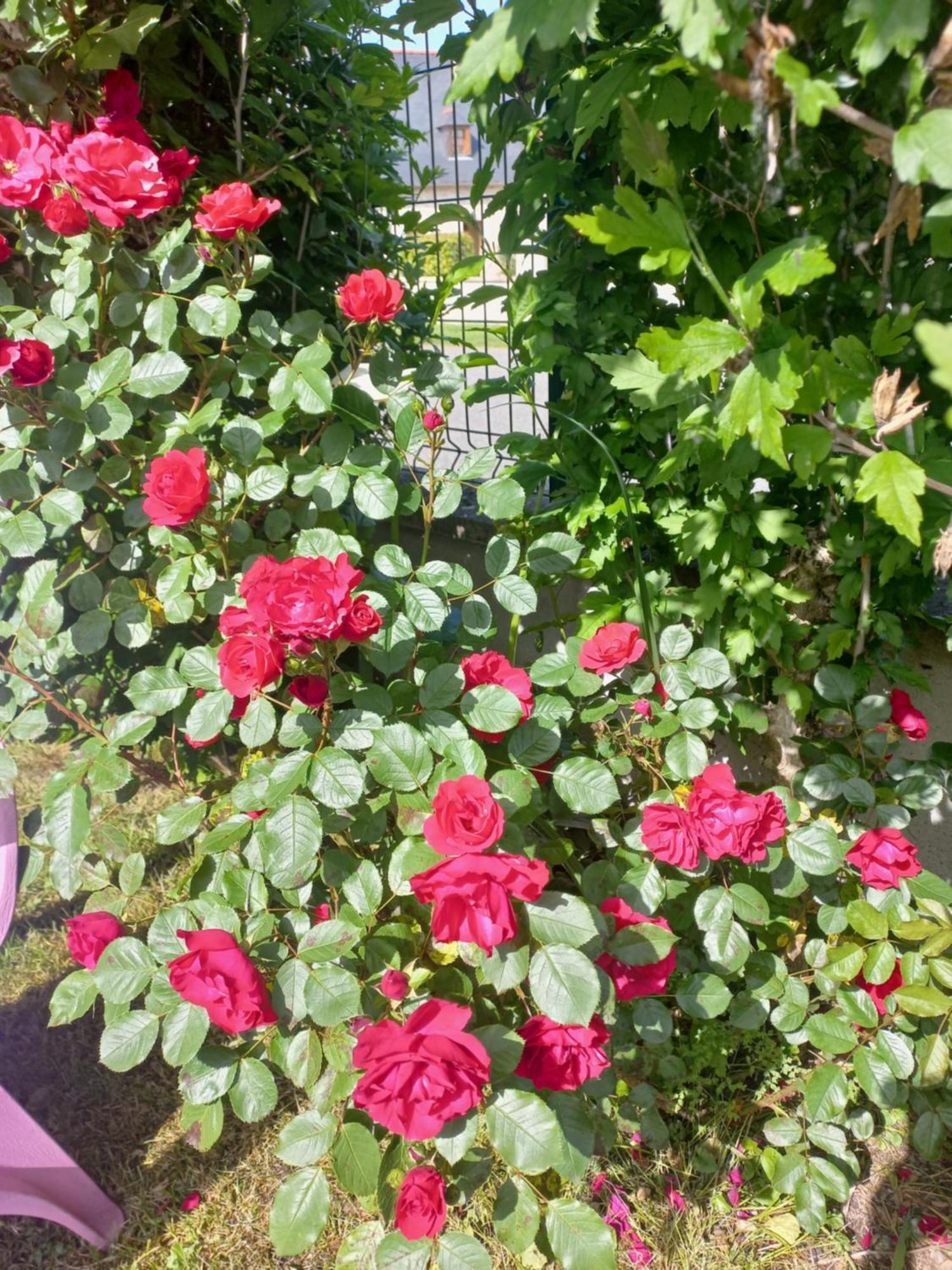 Apartamento Maison Avec Jardin